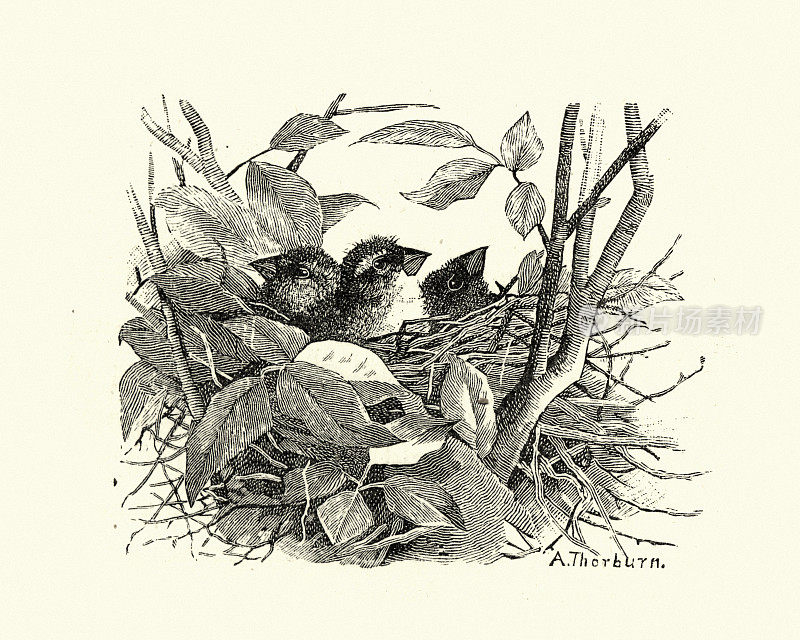 巢中的小鸡，hawfinch (coccothrastes coccothrastes)